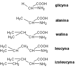 Aminokwasy z łańcuchem węglowym bez grup dodatkowych